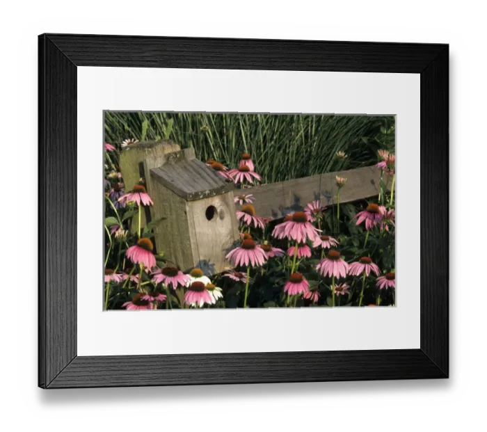 Framed Print : Bluebird nest box on fence near Purple Coneflowers (Echinacea purpurea), Marion Co. IL Framed Print : Bluebird nest box on fence near Purple Coneflowers (Echinacea purpurea), Marion Co. IL