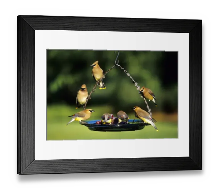 Framed Print : Cedar Waxwings (Bombycilla cedrorum) on grape jelly birdfeeder, Marion Co. IL