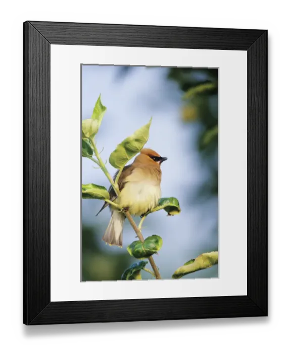 Framed Print : Cedar Waxwing (Bombycilla cedrorum) in Apple tree, Marion Co. IL