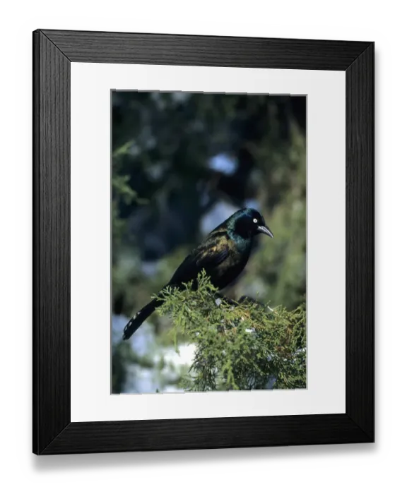 Framed Print : Common Grackle (Quiscalus quiscula) in Juniper Tree in winter, Marion Co. IL