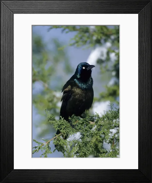 Framed Print : Common Grackle (Quiscalus quiscula) in Juniper Tree in winter, Marion Co. IL Framed Print : Common Grackle (Quiscalus quiscula) in Juniper Tree in winter, Marion Co. IL