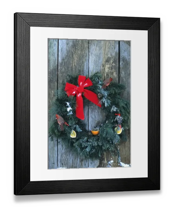 Framed Print : Northern Cardinals (Cardinalis cardinalis) males on holiday wreath made for birds on barn door Framed Print : Northern Cardinals (Cardinalis cardinalis) males on holiday wreath made for birds on barn door