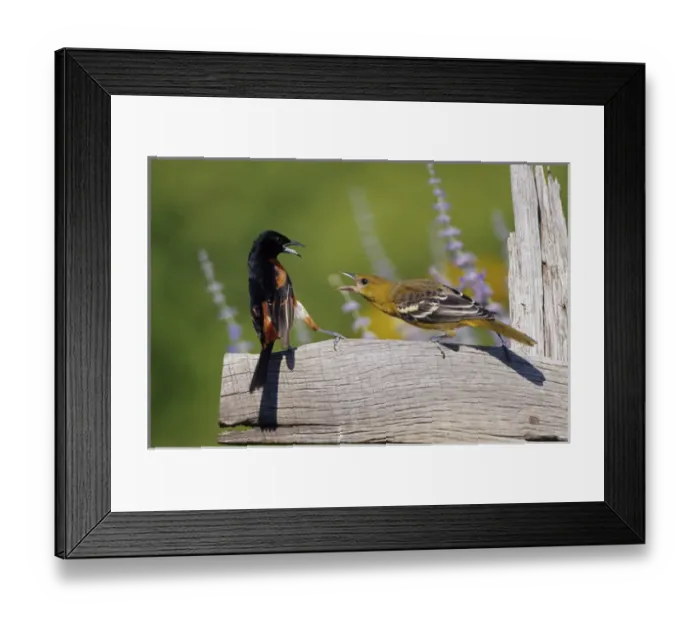 Framed Print : Orchard Oriole (Icterus spurius) male & immature Baltimore Oriole (Icterus galbula) Framed Print : Orchard Oriole (Icterus spurius) male & immature Baltimore Oriole (Icterus galbula)
