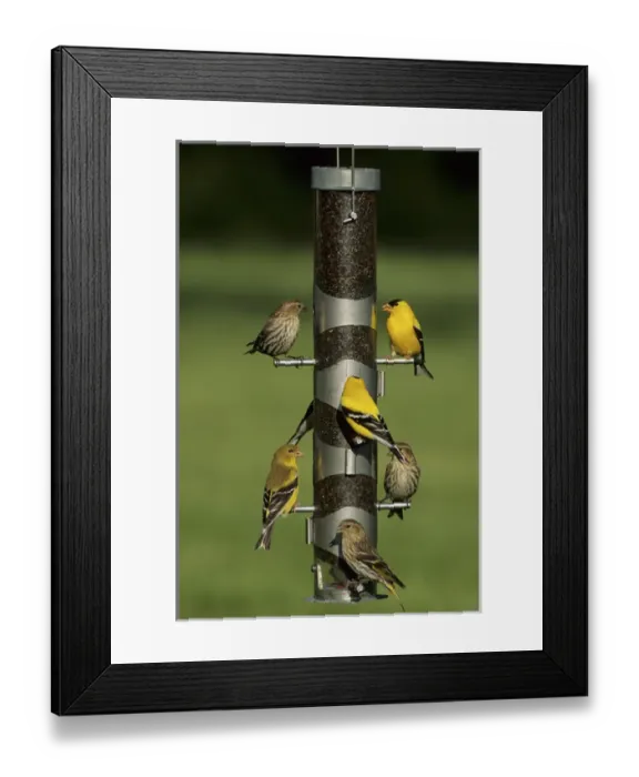 Framed Print : Pine Siskins (Carduelis pinus) & American Goldfinches (Carduelis tristis) on feeder, IL