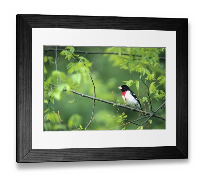 Framed Print : Rose-breasted Grosbeak (Pheucticus ludovicianus) male in Common Hackberry tree (Celtis Framed Print : Rose-breasted Grosbeak (Pheucticus ludovicianus) male in Common Hackberry tree (Celtis