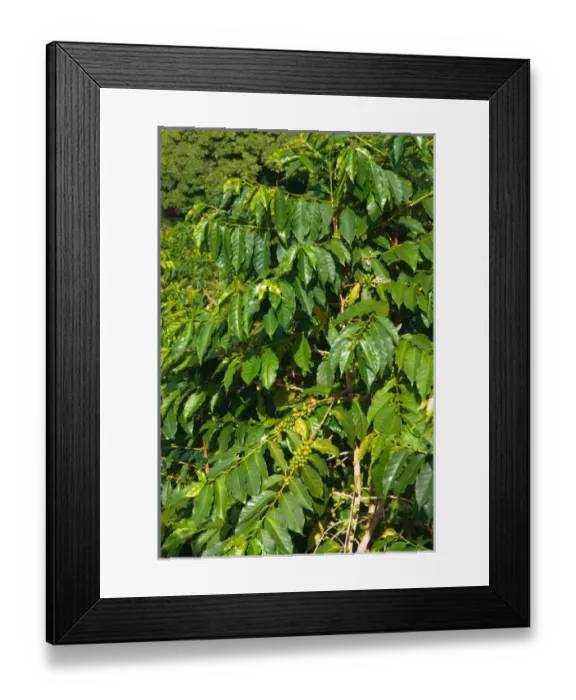 Framed Print : Hawaii, Big Island, South Kona, Captain Cook. Greenwell Kona Coffee Farm plantation Framed Print : Hawaii, Big Island, South Kona, Captain Cook. Greenwell Kona Coffee Farm plantation