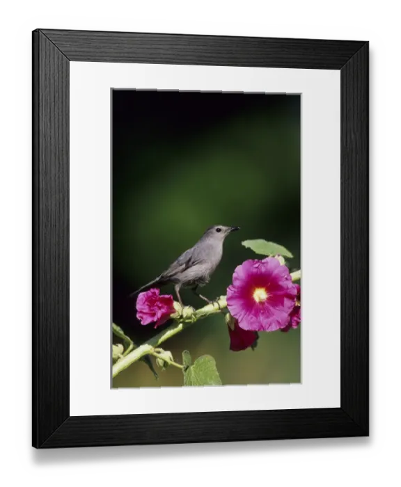 Framed Print : Gray Catbird (Dumetella carolinensis) on Hollyhock (Alcea rosea) Marion Co. IL Framed Print : Gray Catbird (Dumetella carolinensis) on Hollyhock (Alcea rosea) Marion Co. IL