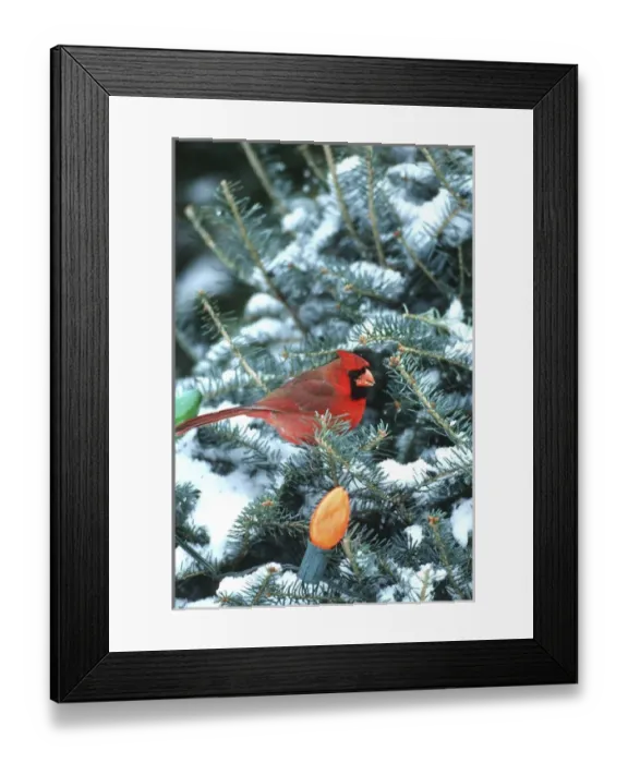 Framed Print : Northern Cardinal (Cardinalis cardinalis) male in Christmas tree in winter, Marion Co Framed Print : Northern Cardinal (Cardinalis cardinalis) male in Christmas tree in winter, Marion Co