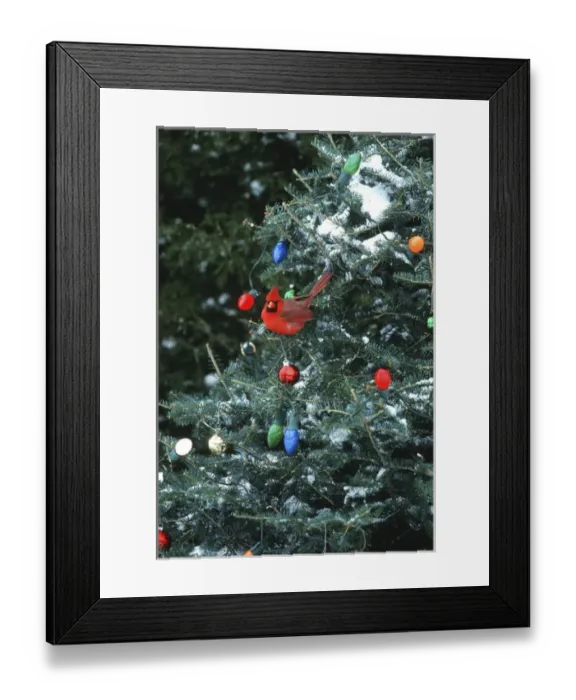 Framed Print : Northern Cardinal (Cardinalis cardinalis) male in Christmas tree in winter, Marion Co