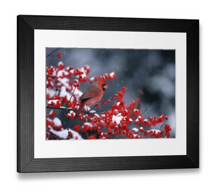 Framed Print : Northern Cardinal (Cardinalis cardinalis) male in Common Winterberry (Ilex verticillata) Framed Print : Northern Cardinal (Cardinalis cardinalis) male in Common Winterberry (Ilex verticillata)
