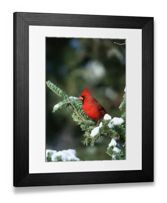 Framed Print : Northern Cardinal (Cardinalis cardinalis) male in Fir tree in winter Marion Co. IL Framed Print : Northern Cardinal (Cardinalis cardinalis) male in Fir tree in winter Marion Co. IL