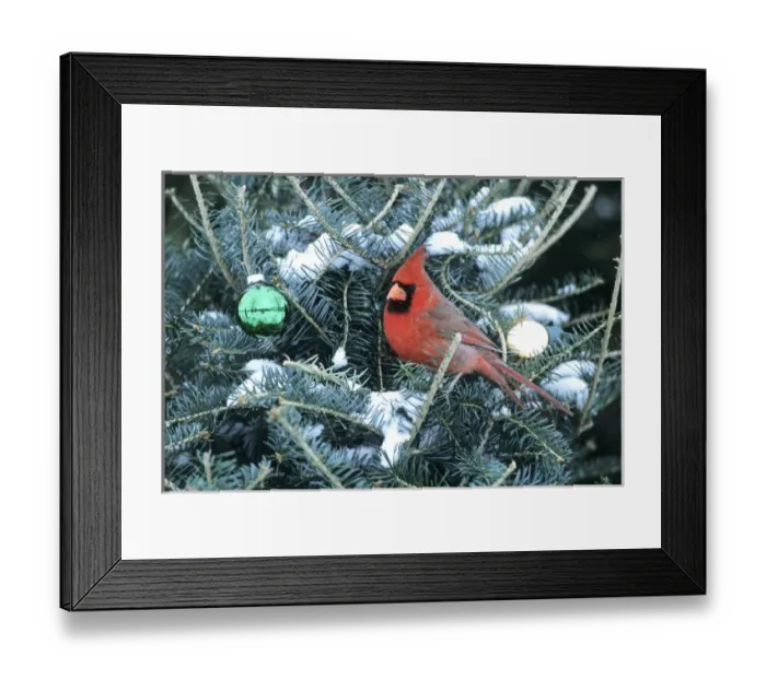 Framed Print : Northern Cardinal (Cardinalis cardinalis) male in Christmas tree in winter, Marion Co