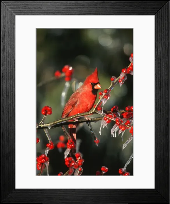 Framed Print : Northern Cardinal (Cardinalis cardinalis) male in icy Green Hawthorn (Crataegus virdis) Framed Print : Northern Cardinal (Cardinalis cardinalis) male in icy Green Hawthorn (Crataegus virdis)