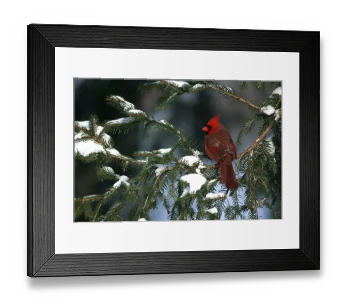 Framed Print : Northern Cardinal (Cardinalis cardinalis) male in spruce tree in winter IL Framed Print : Northern Cardinal (Cardinalis cardinalis) male in spruce tree in winter IL