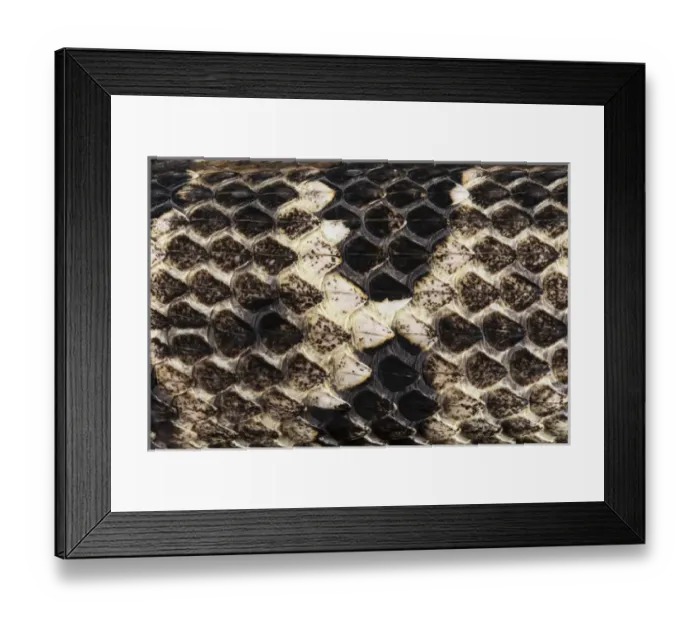 Framed Print : Timber Rattlesnake (Crotalus horridus) scale detail, CAPTIVE, Northern Georgia. USA Framed Print : Timber Rattlesnake (Crotalus horridus) scale detail, CAPTIVE, Northern Georgia. USA