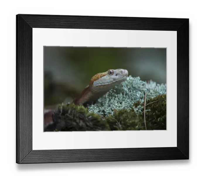 Framed Print : Copperhead (Agkistrodon contortrix), CAPTIVE, Northern Georgia, USA Framed Print : Copperhead (Agkistrodon contortrix), CAPTIVE, Northern Georgia, USA