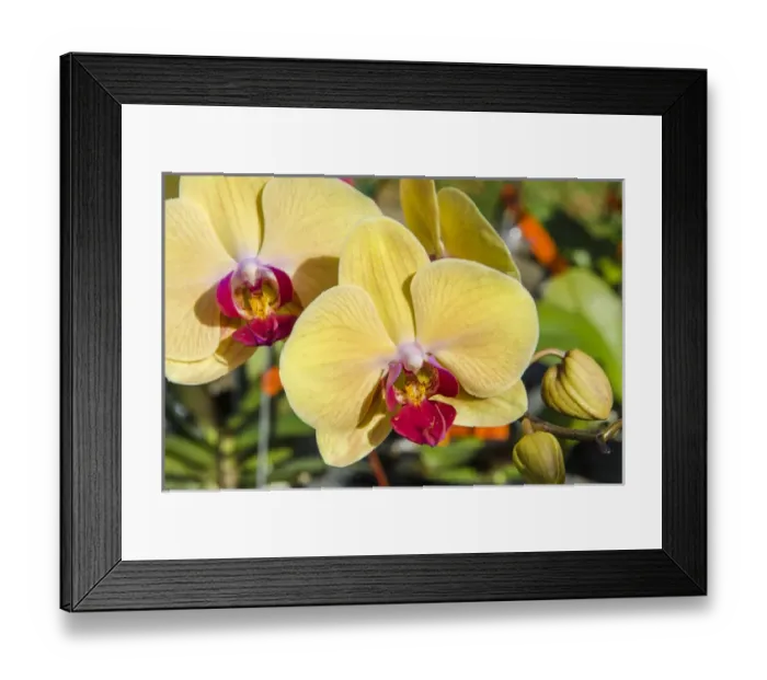 Framed Print : Orchids at the faturday farmers market Honolulu, Oahu, Hawaii Framed Print : Orchids at the faturday farmers market Honolulu, Oahu, Hawaii