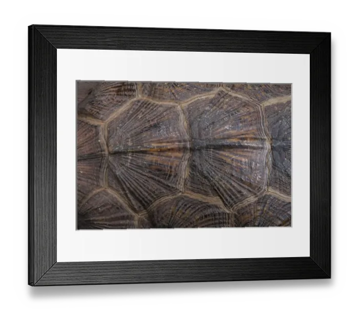 Framed Print : Wood Turtle (Glyptemys insculpta) carapace detail, CAPTIVE, USA