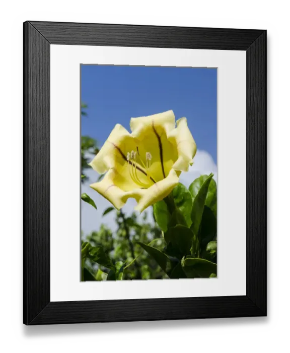 Framed Print : Cup of gold (Solandra maxima) Na `Aina Kai Botanical Gardens & Sculpture Park, Kauai