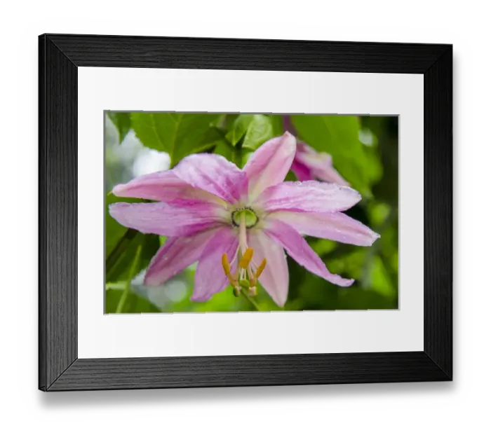 Framed Print : Banana poka (Passiflora tarminiana ) in Napali Coast State Park Kauai, Hawaii Framed Print : Banana poka (Passiflora tarminiana ) in Napali Coast State Park Kauai, Hawaii