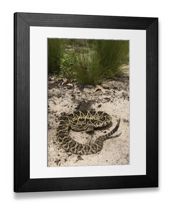 Framed Print : Eastern Diamondback Rattlesnake (Crotalus adamanteus), CAPTIVE, The Orianne Indigo Snake Preserve Framed Print : Eastern Diamondback Rattlesnake (Crotalus adamanteus), CAPTIVE, The Orianne Indigo Snake Preserve