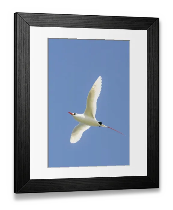 Framed Print : Red-tailed Tropicbird (Phaethon rubricauda) Kilauea Point National Wildlife Refuge Framed Print : Red-tailed Tropicbird (Phaethon rubricauda) Kilauea Point National Wildlife Refuge