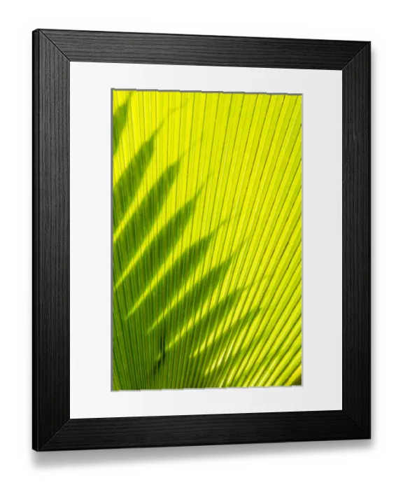 Framed Print : Palm frond in Na `Aina Kai Botanical Gardens & Sculpture Park, Kauai, Hawaii