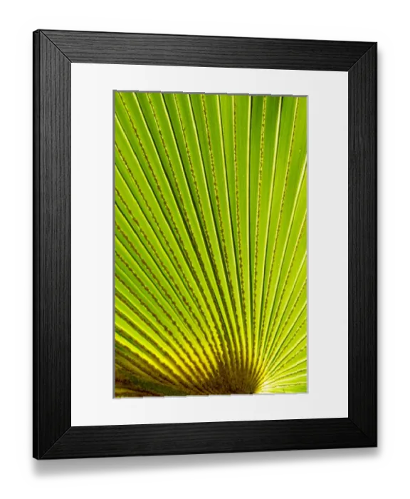 Framed Print : Palm frond in Na `Aina Kai Botanical Gardens & Sculpture Park, Kauai, Hawaii Framed Print : Palm frond in Na `Aina Kai Botanical Gardens & Sculpture Park, Kauai, Hawaii