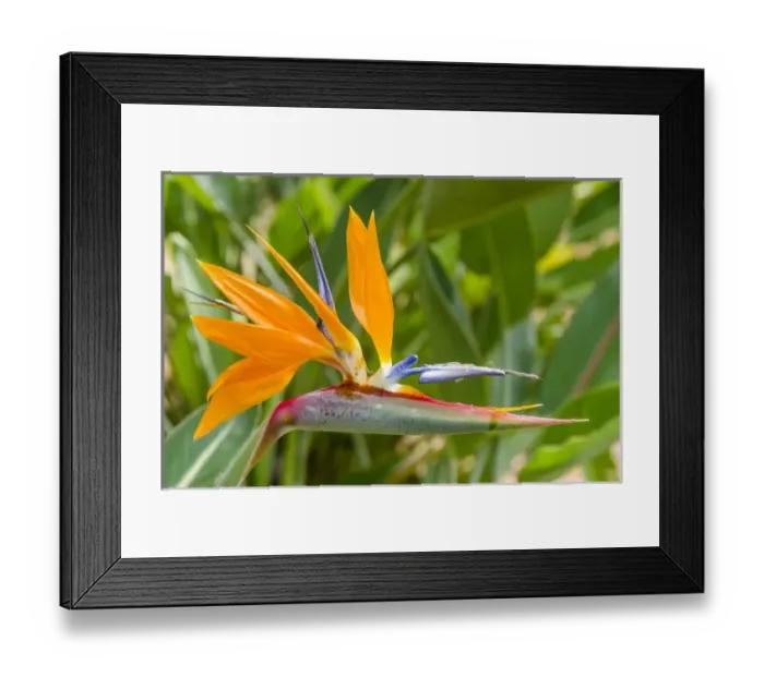 Framed Print : Bird of Paradise (Stelitzia reginae) in Na `Aina Kai Botanical Gardens & Sculpture Park Framed Print : Bird of Paradise (Stelitzia reginae) in Na `Aina Kai Botanical Gardens & Sculpture Park