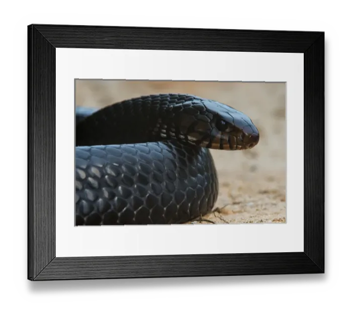 Framed Print : Eastern Indigo Snake (Drymarchon couperi) CAPTIVE. The Orianne Indigo Snake Preserve