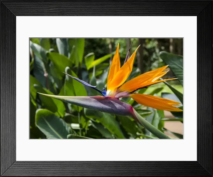 Framed Print : Bird of Paradise (Stelitzia reginae) in Na `Aina Kai Botanical Gardens & Sculpture Park Framed Print : Bird of Paradise (Stelitzia reginae) in Na `Aina Kai Botanical Gardens & Sculpture Park