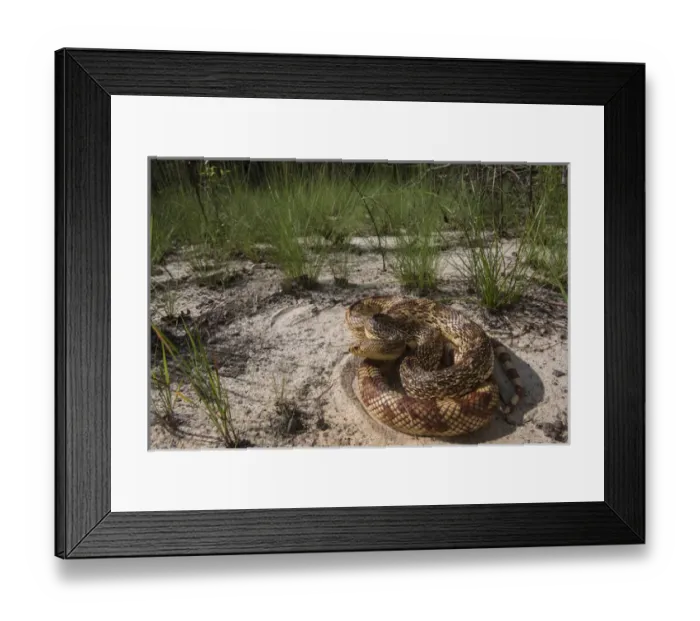 Framed Print : Florida Pine Snake (Pituophis melanouecus mugitus) CAPTIVE, The Orianne Indigo Snake Preserve