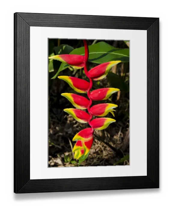 Framed Print : Lobster Claw Heleconia (Heliconia rostrata), Waimea Valley Audubon Park, North Shore