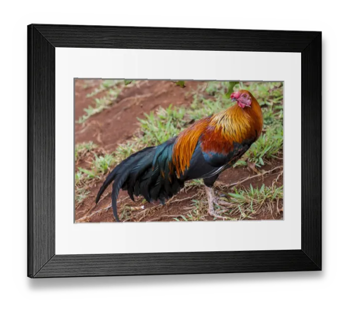 Framed Print : Red Junglefowl on Kauai, Hawaii Framed Print : Red Junglefowl on Kauai, Hawaii