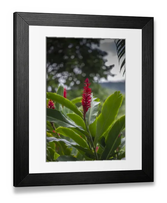 Framed Print : Alpinia purpurata, Hanalei, Hawaii, Kauai, Red Ginger Framed Print : Alpinia purpurata, Hanalei, Hawaii, Kauai, Red Ginger
