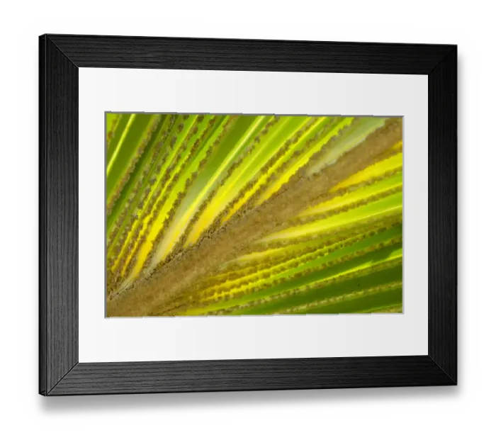 Framed Print : Palm frond in Na `Aina Kai Botanical Gardens & Sculpture Park, Kauai, Hawaii