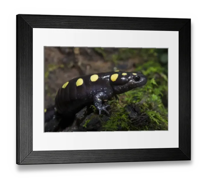 Framed Print : Spotted Salamander (Ambystoma maculatum) CAPTIVE. The Orianne Indigo Snake Preserve, Telfair County