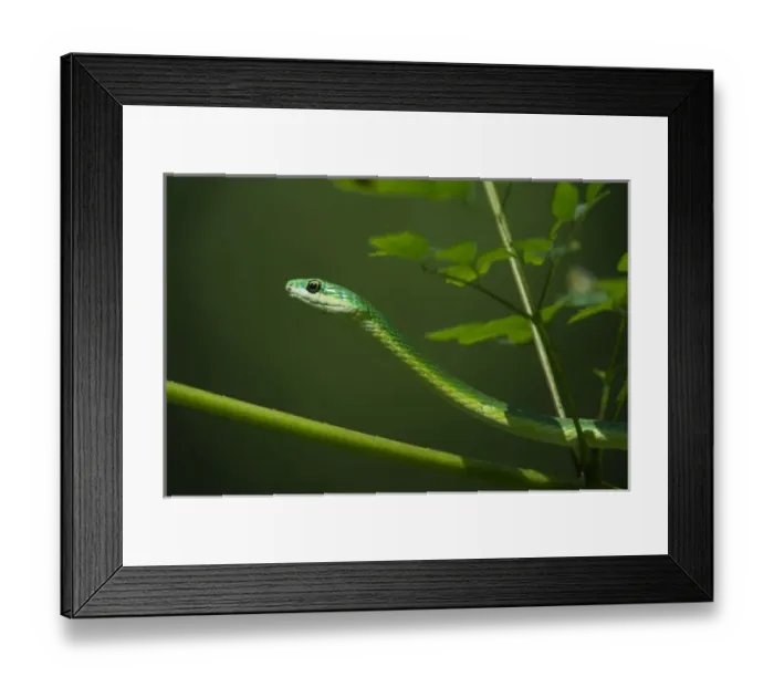 Framed Print : Rough Green Snake (Opheodrys aestivus) CAPTIVE, Northern. Georgia, USA Framed Print : Rough Green Snake (Opheodrys aestivus) CAPTIVE, Northern. Georgia, USA