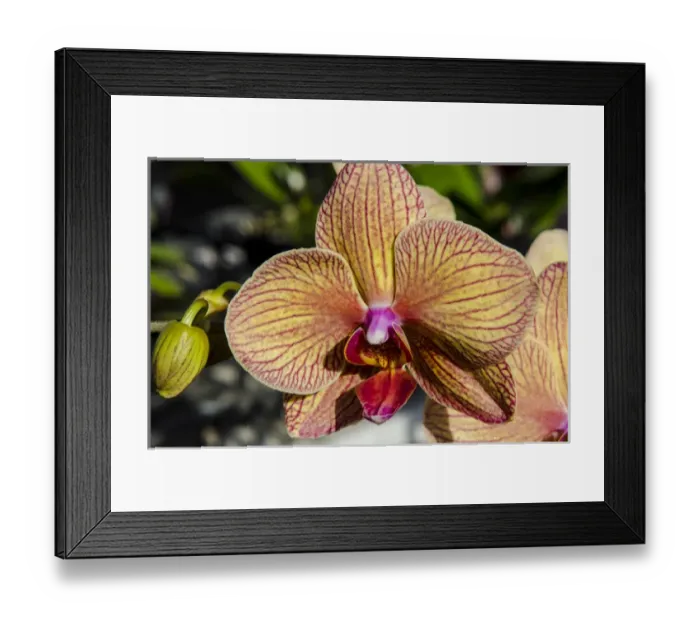 Framed Print : Orchids at the faturday farmers market Honolulu, Oahu, Hawaii Framed Print : Orchids at the faturday farmers market Honolulu, Oahu, Hawaii