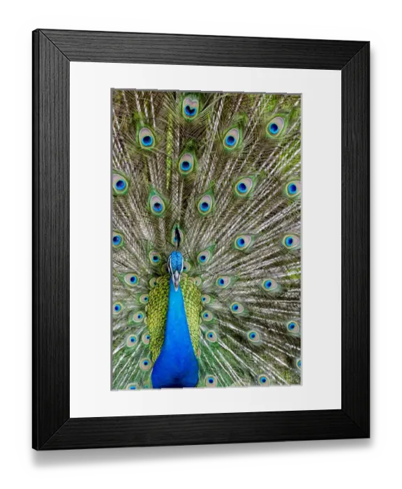 Framed Print : Indian peacock (Pavo cristatus), Waimea Valley Audubon Park, North Shore, Oahu, Hawaii Framed Print : Indian peacock (Pavo cristatus), Waimea Valley Audubon Park, North Shore, Oahu, Hawaii