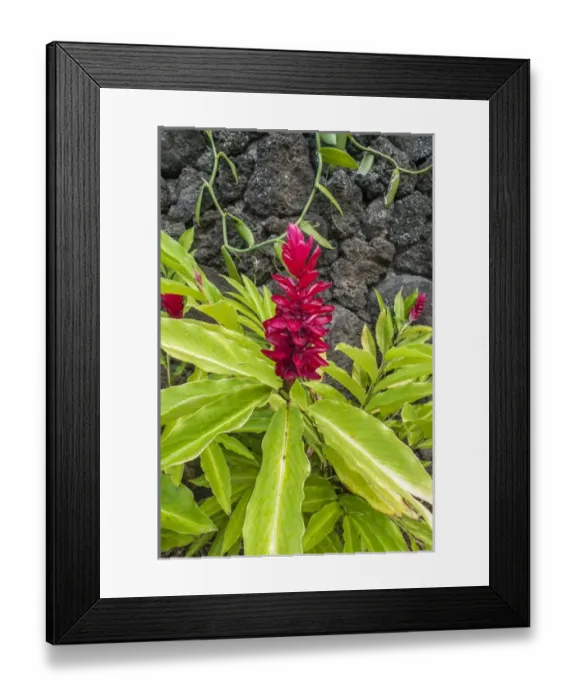 Framed Print : Alpinia purpurata, Hanalei, Hawaii, Kauai, Red Ginger