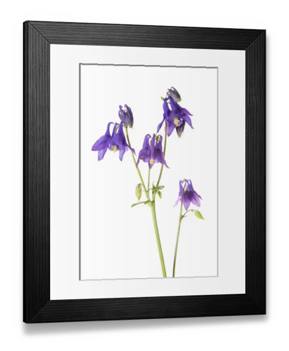 Framed Print : Purple Columbine (Aquilegia) on white background, Marion Co, IL Framed Print : Purple Columbine (Aquilegia) on white background, Marion Co, IL