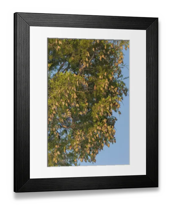 Framed Print : Monarch Butterflies (Danus plexippus) roosting in Eastern Red Cedar (Juniperus virginiana)