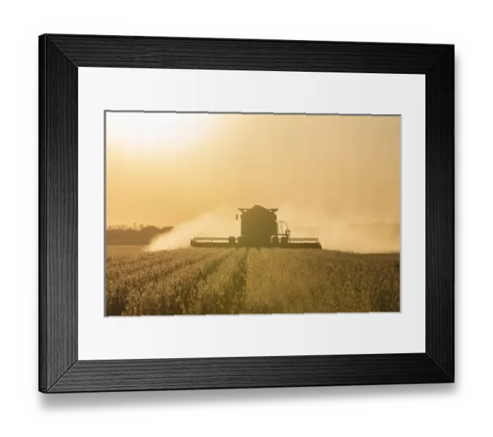 Framed Print : Farmer harvesting soybeans at sunset, Marion Co. IL Framed Print : Farmer harvesting soybeans at sunset, Marion Co. IL