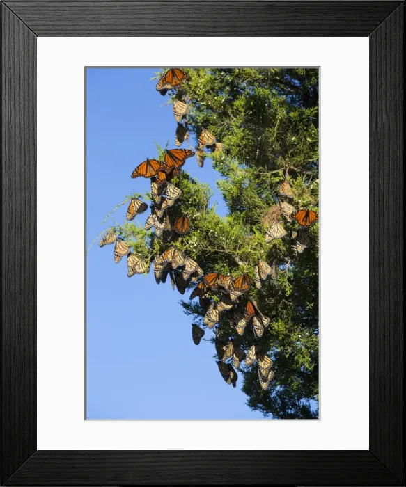 Framed Print : Monarch Butterflies (Danus plexippus) roosting in Eastern Red Cedar (Juniperus virginiana)