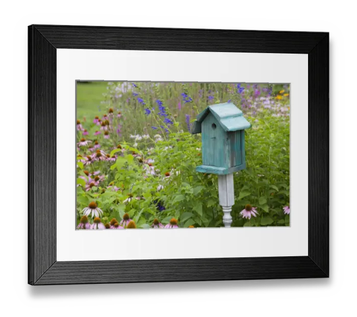Framed Print : Blue birdhouse in flower garden with Purple Coneflowers and salvias, Marion Co. IL