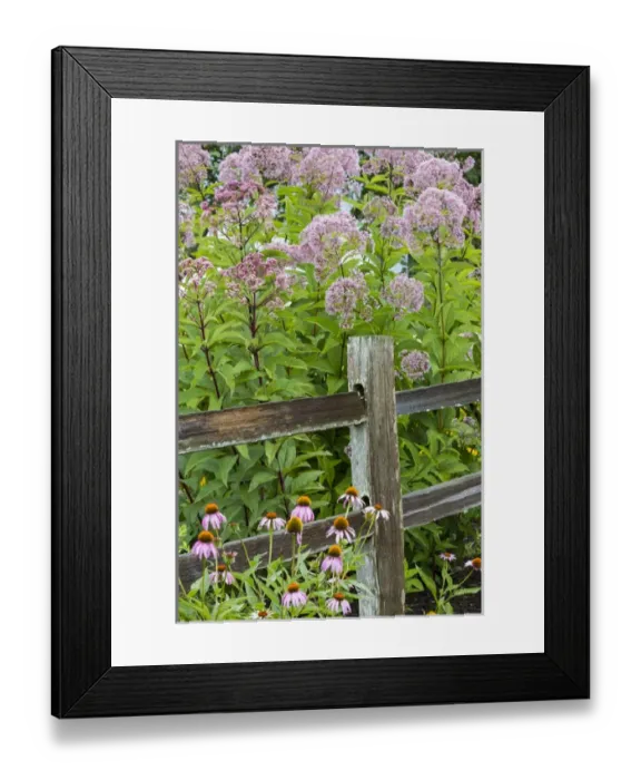 Framed Print : Joe Pye Weed (Eutrochium purpureum) and Purple Coneflowers (Echinacea purpurea) along fence