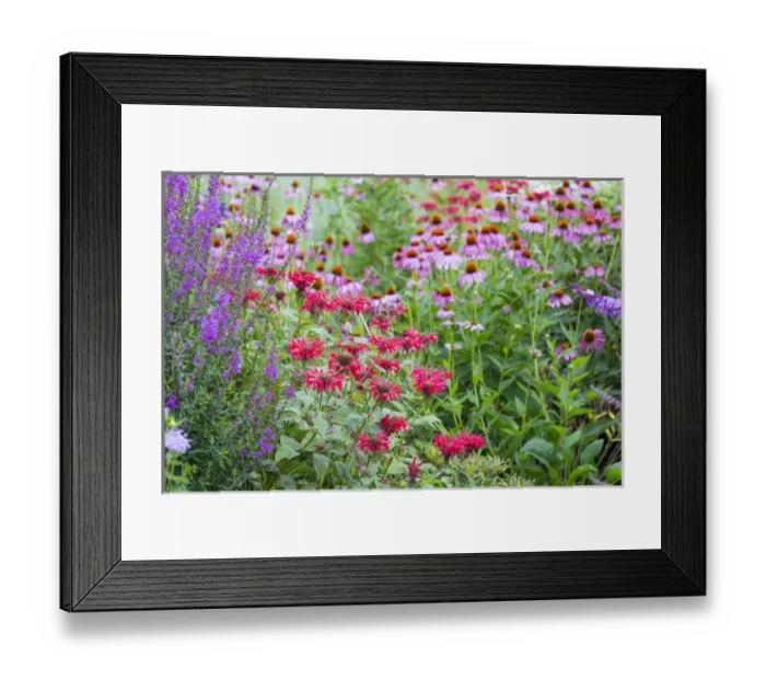 Framed Print : Flower garden (Purple Coneflowers, Red Bee Balm, Purple Lythrum) Marion Co. IL