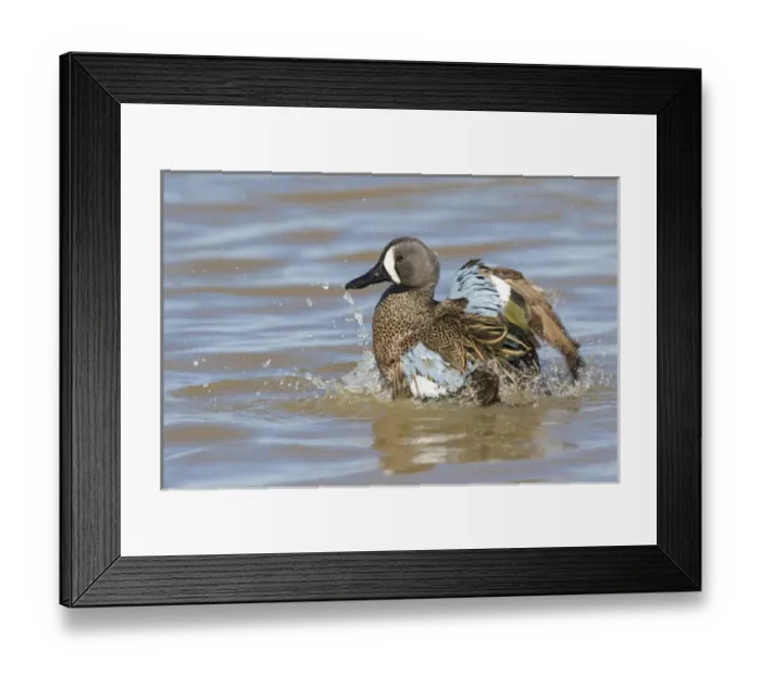 Framed Print : 00722-02802 Blue-winged Teal (Anas discors) male bathing in wetland, Marion Co. IL