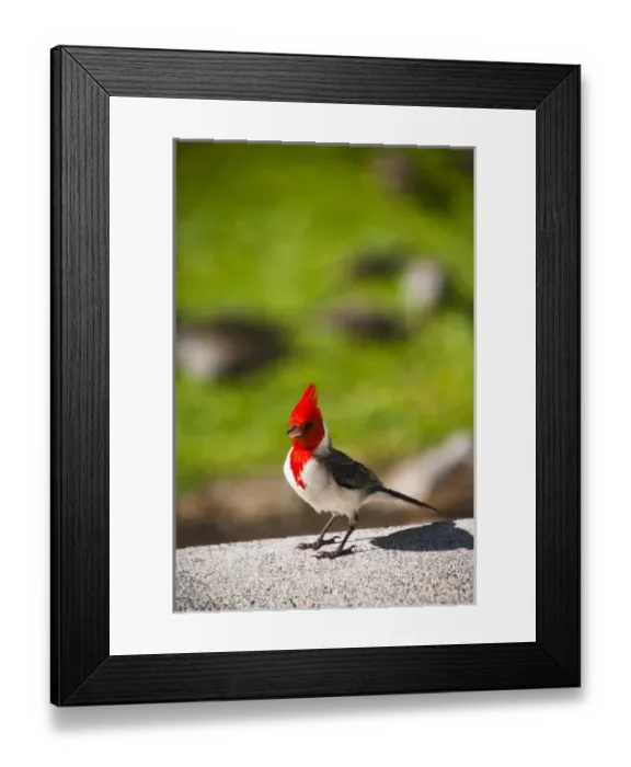 Framed Print : Kauai, Hawaii, USA. The red head Cardinal is a bird commonly found on Kauai, Hawaii Framed Print : Kauai, Hawaii, USA. The red head Cardinal is a bird commonly found on Kauai, Hawaii